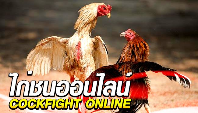 ไก่ชนไทย